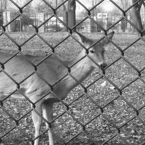 Meet your Posher, Love